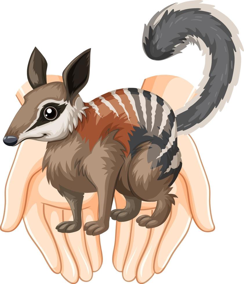 numbat em humano mãos vetor