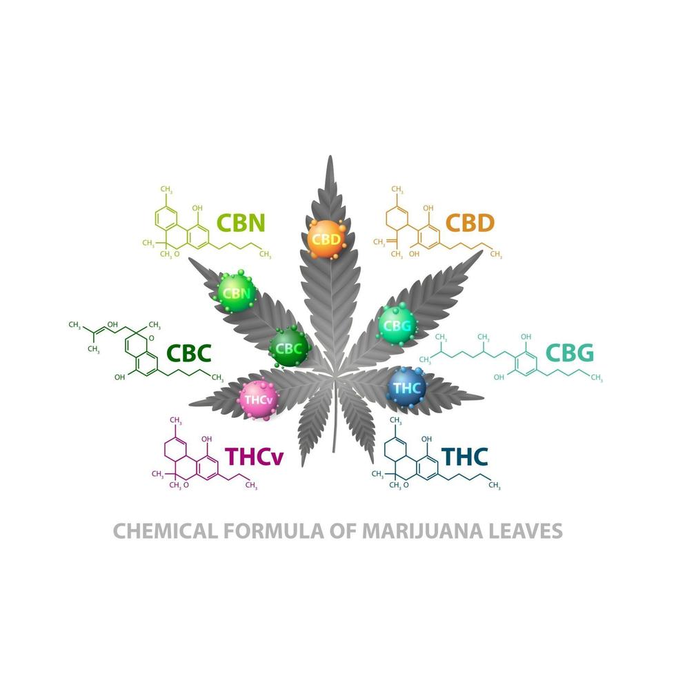 fórmulas químicas de canabinóides naturais. folha de cannabis com moléculas 3D e infográfico de fórmulas químicas de canabinóides vetor