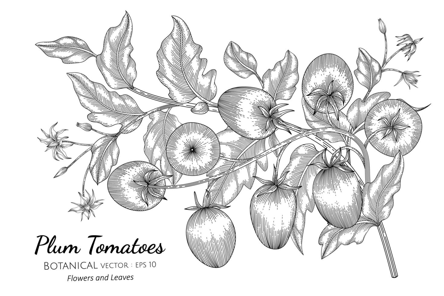 ameixa tomate mão desenhada ilustração botânica com arte em fundo branco. vetor