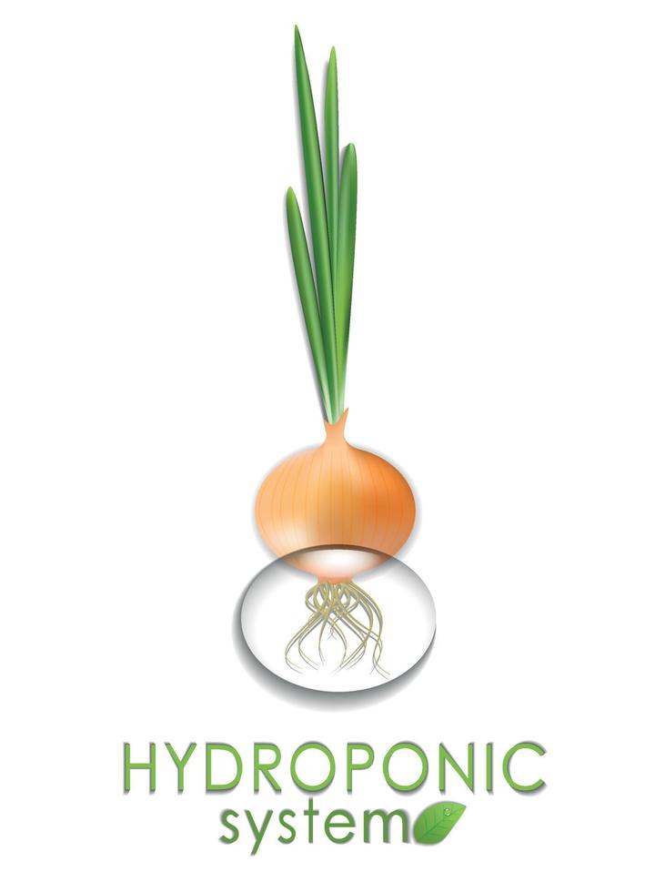 plantar, verde cebola crescido dentro uma hidropônico, aeropônico sistema. moderno agrícola tecnologias vetor