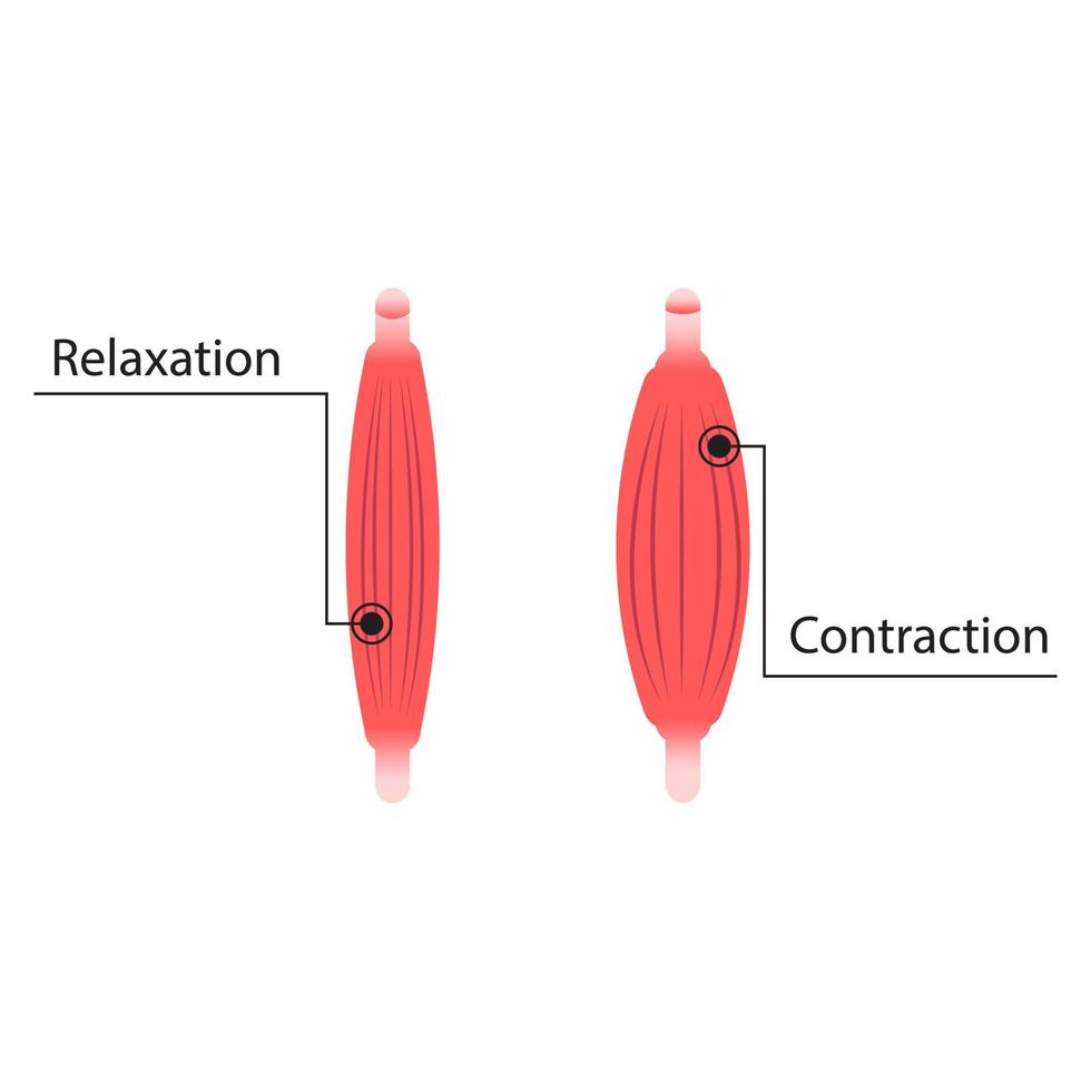 ilustração de contração e relaxamento muscular vetor