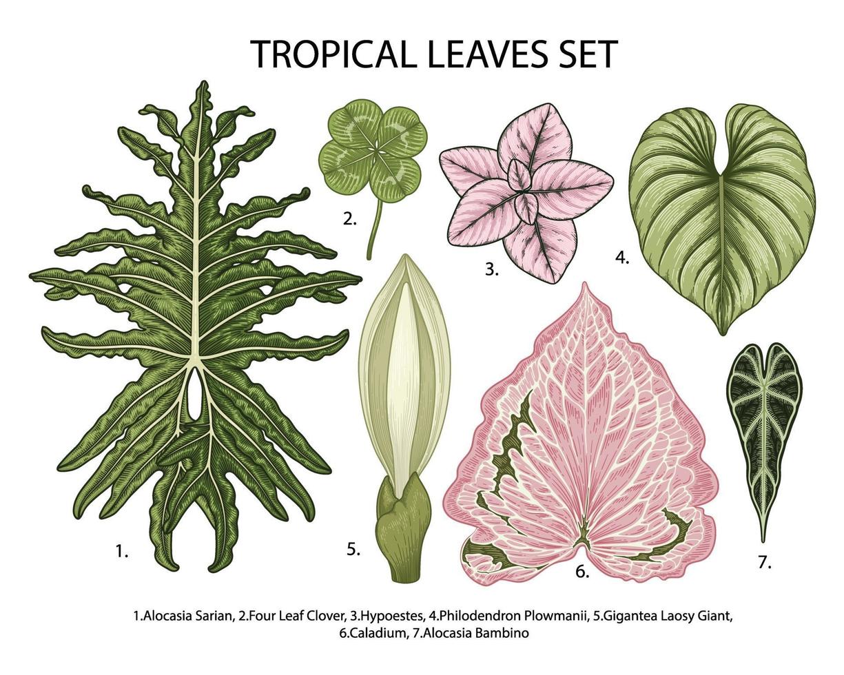 folhas definir ilustração botânica em vetor, planta exótica tropical, folhagem da selva, isolada no fundo branco. vetor