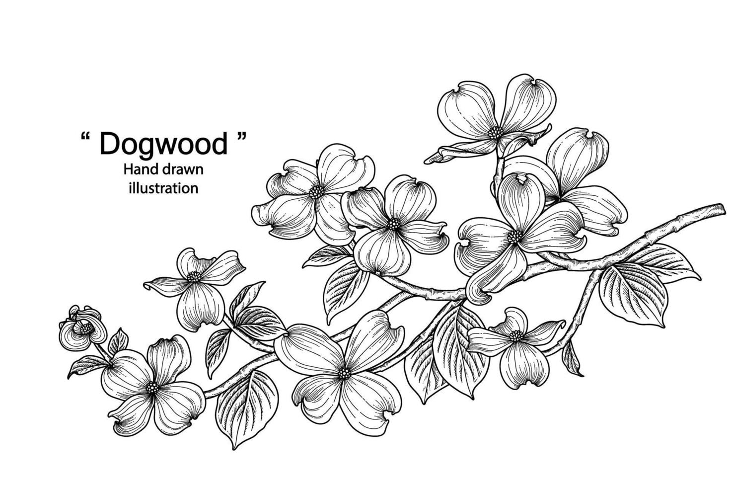 ilustrações botânicas desenhadas à mão com flores de dogwood vetor