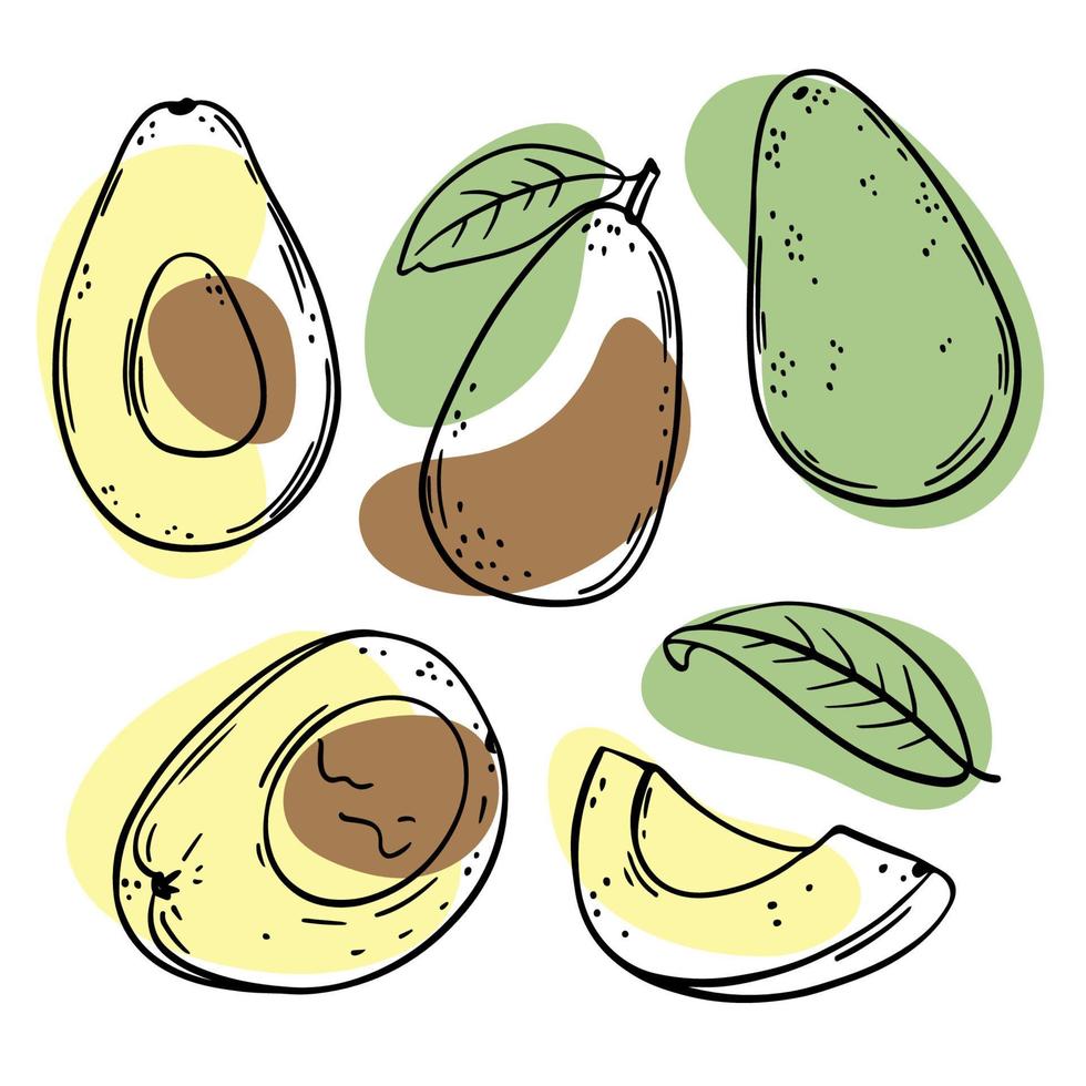 abacate delicioso fruta esboço estilo vetor ilustração conjunto