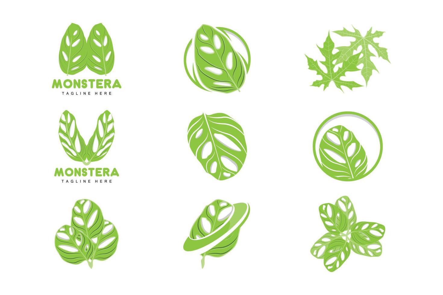 logotipo de folha de monstera adansonii, vetor de planta verde, vetor de árvore, ilustração de folha rara