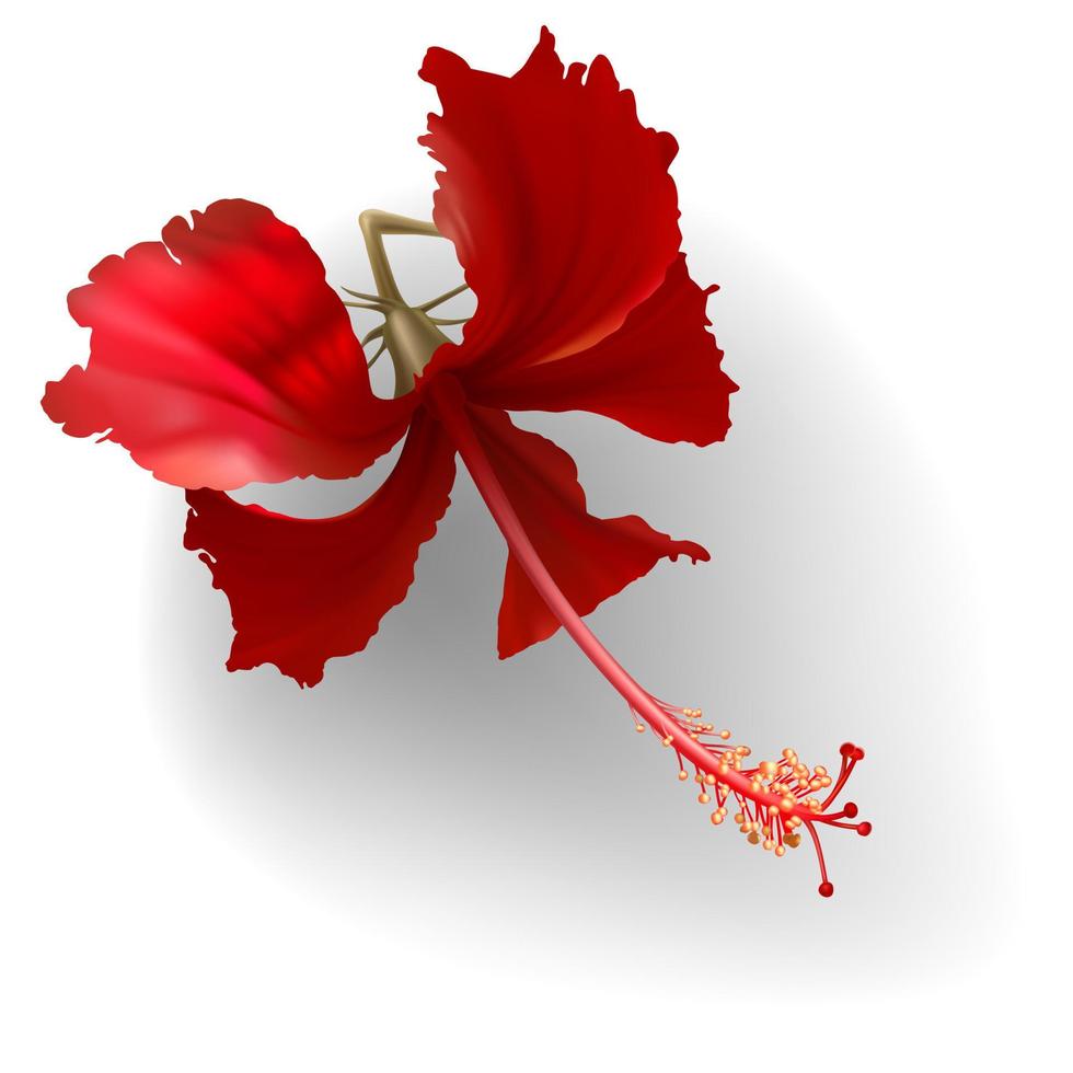 flor de hibisco vermelho tropical em fundo branco vetor