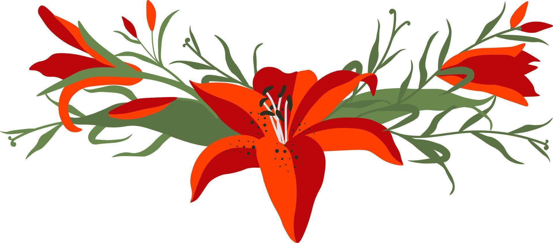 lírio fronteira flor floral clipart vetor