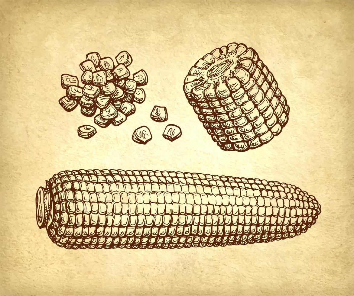 espiga de milho e punhado do milho kernels. tinta desenhando do milho em velho papel fundo. vintage estilo. vetor