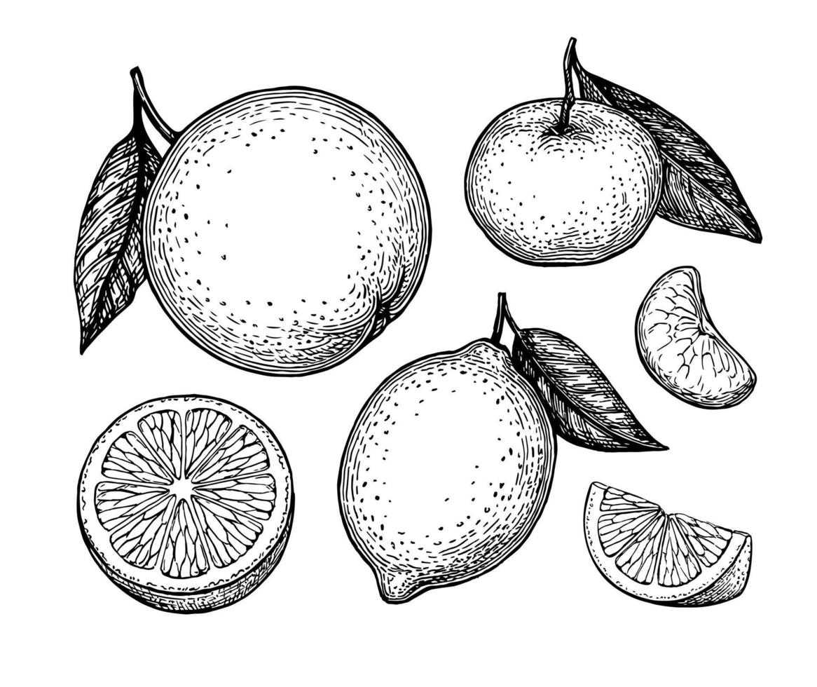 laranja, limão e tangerina com folhas. citrino fruta definir. tinta esboços isolado em branco fundo. mão desenhado vetor ilustração. retro estilo.