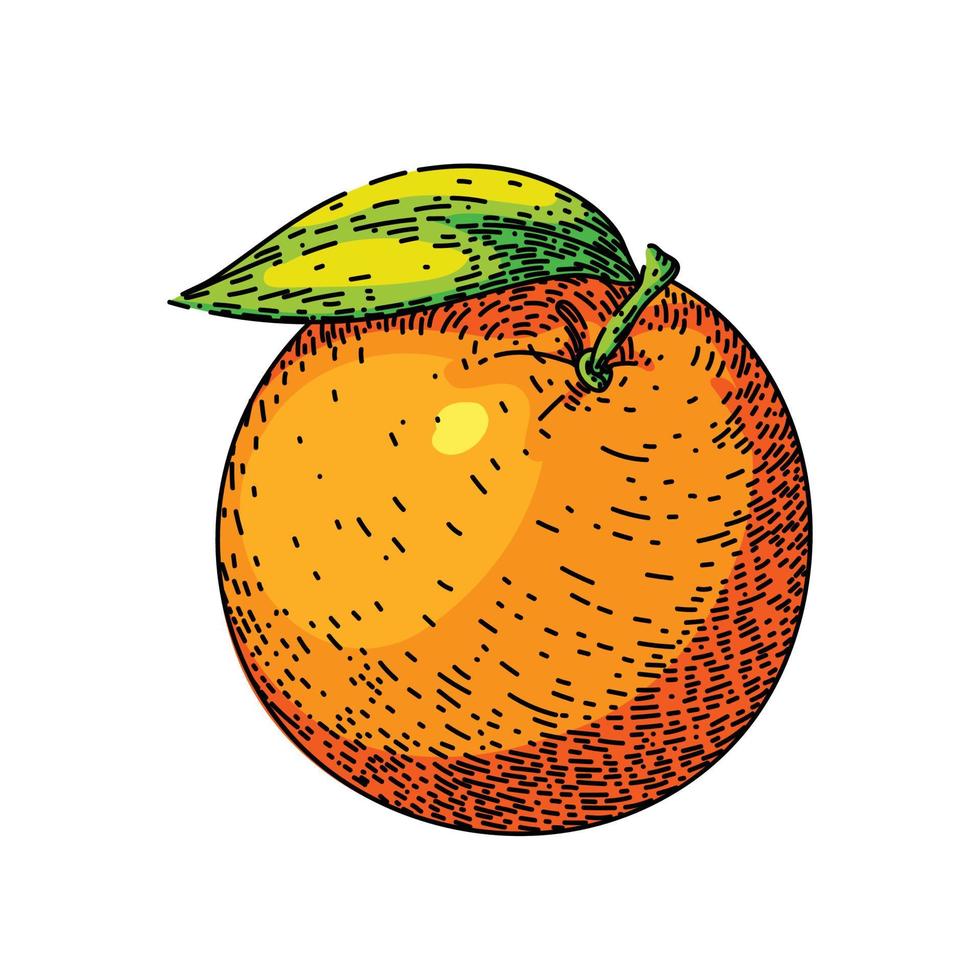 laranja citrino esboço mão desenhado vetor