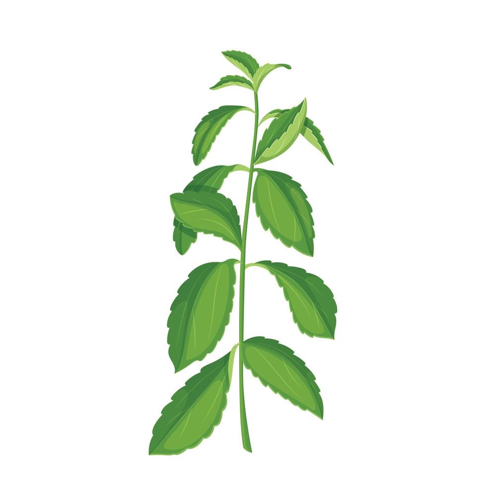 stevia dieta desenho animado vetor ilustração