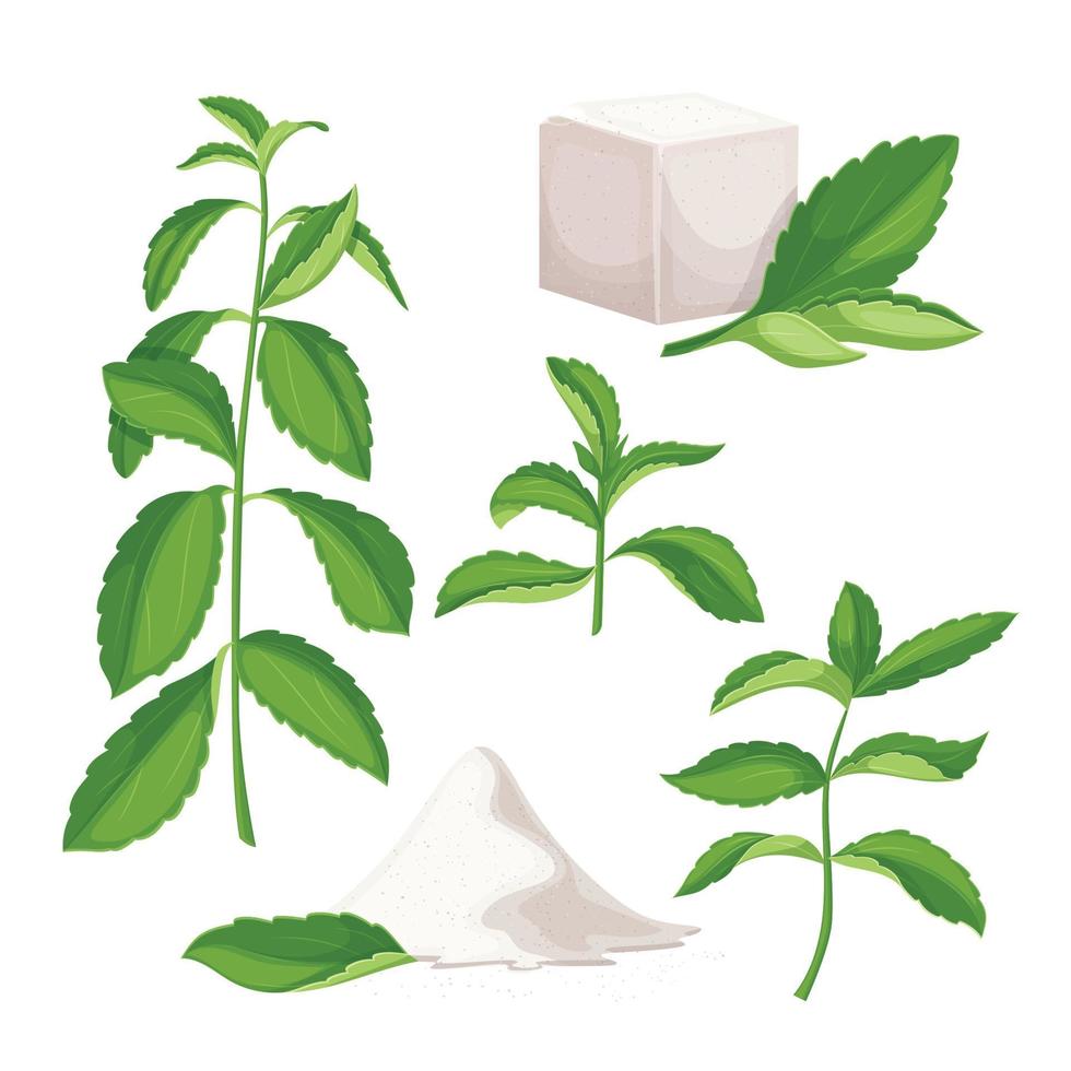 stevia dieta saudável conjunto desenho animado vetor ilustração