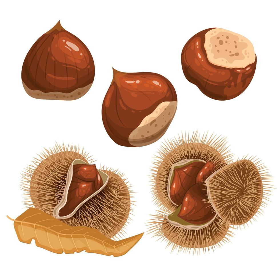 castanha outono Castanho conjunto desenho animado vetor ilustração