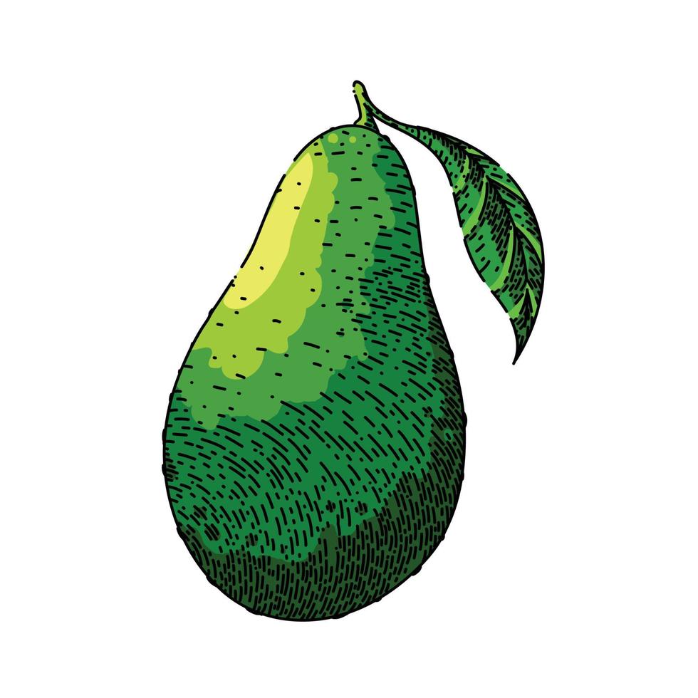 abacate maduro esboço mão desenhado vetor
