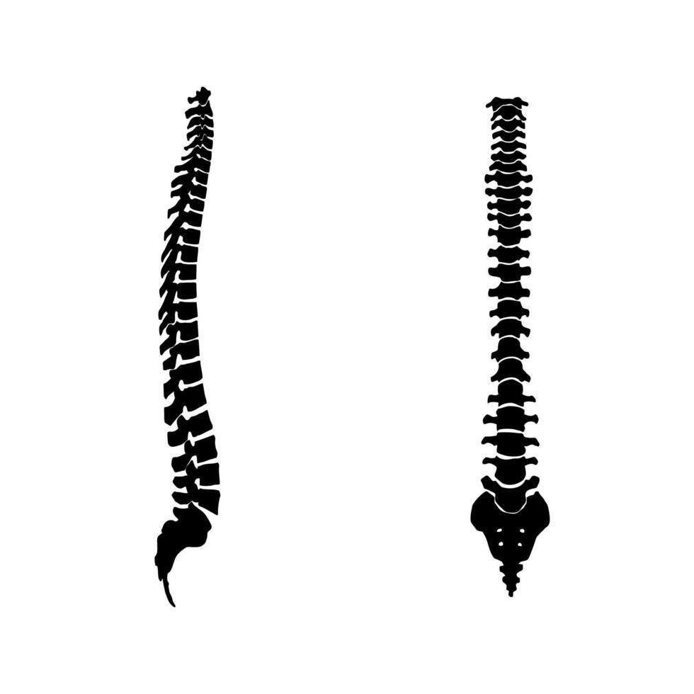 cume ícone vetor definir. coluna vertebral ilustração placa coleção. anatomia símbolo.