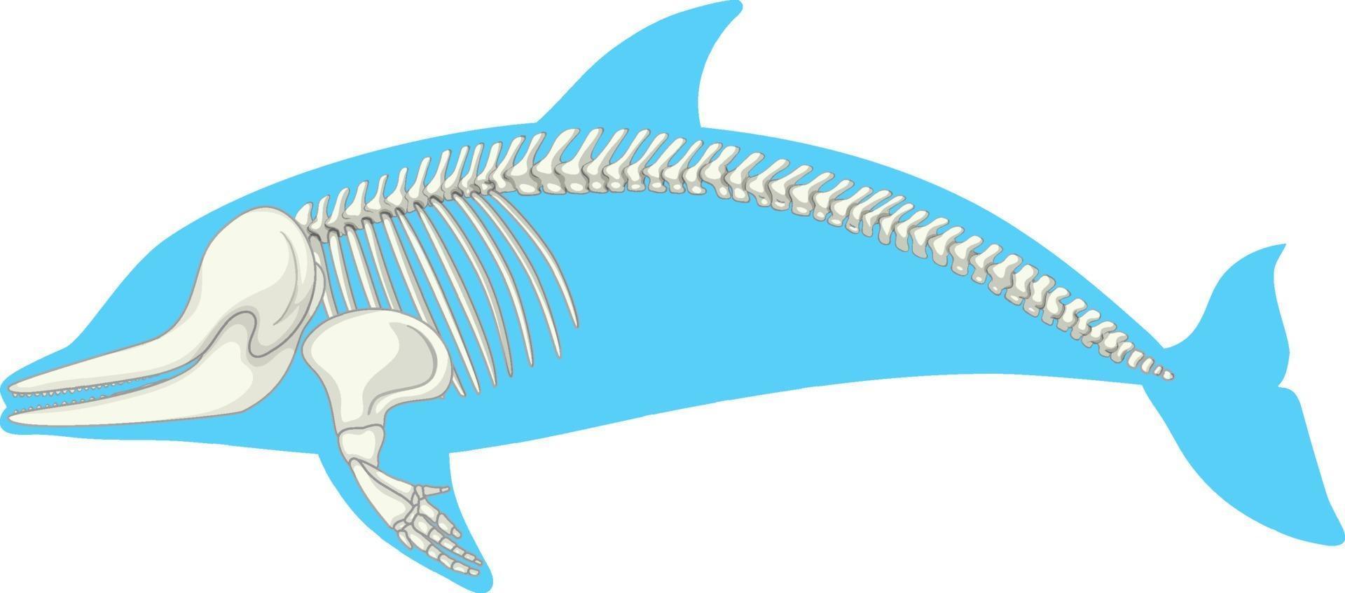 esqueleto anatomia de golfinho isolado no fundo branco vetor