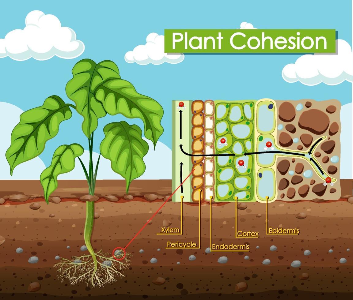 diagrama mostrando a coesão da planta vetor