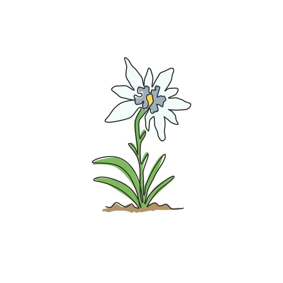 beleza de desenho de uma única linha e planta exótica de leontopódio de montanha. conceito de flor decorativa edelweiss para impressão de cartaz de arte de parede de decoração para casa. ilustração em vetor desenho moderno linha contínua