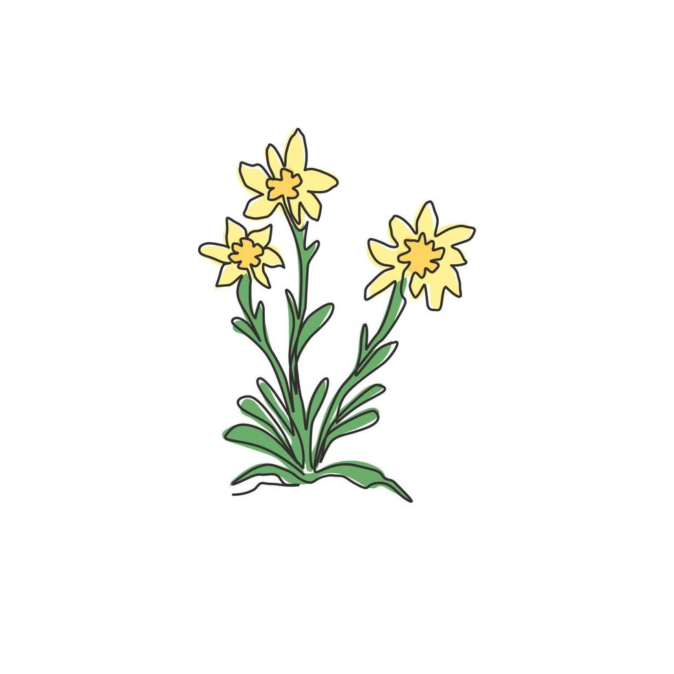 uma linha contínua de desenho de beleza e planta exótica de leontopódio para impressão de pôster de arte de decoração de parede em casa. flor decorativa edelvais para o logotipo do parque nacional. ilustração em vetor desenho desenho de linha única