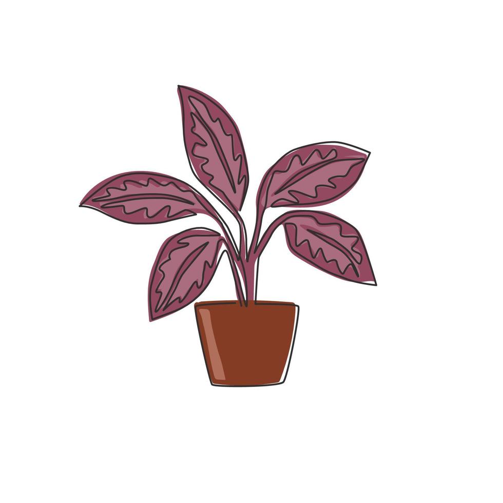 um único desenho de linha bonito planta aglaonema de folhas tropicais em vaso. conceito de planta de casa decorativa imprimível para ornamento de decoração de parede de casa. ilustração gráfica do vetor moderno desenho linha contínua