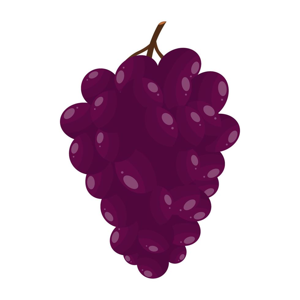 roxa uvas, uvas este estão delicioso, refrescante e doce que estão muito benéfico para saúde vetor
