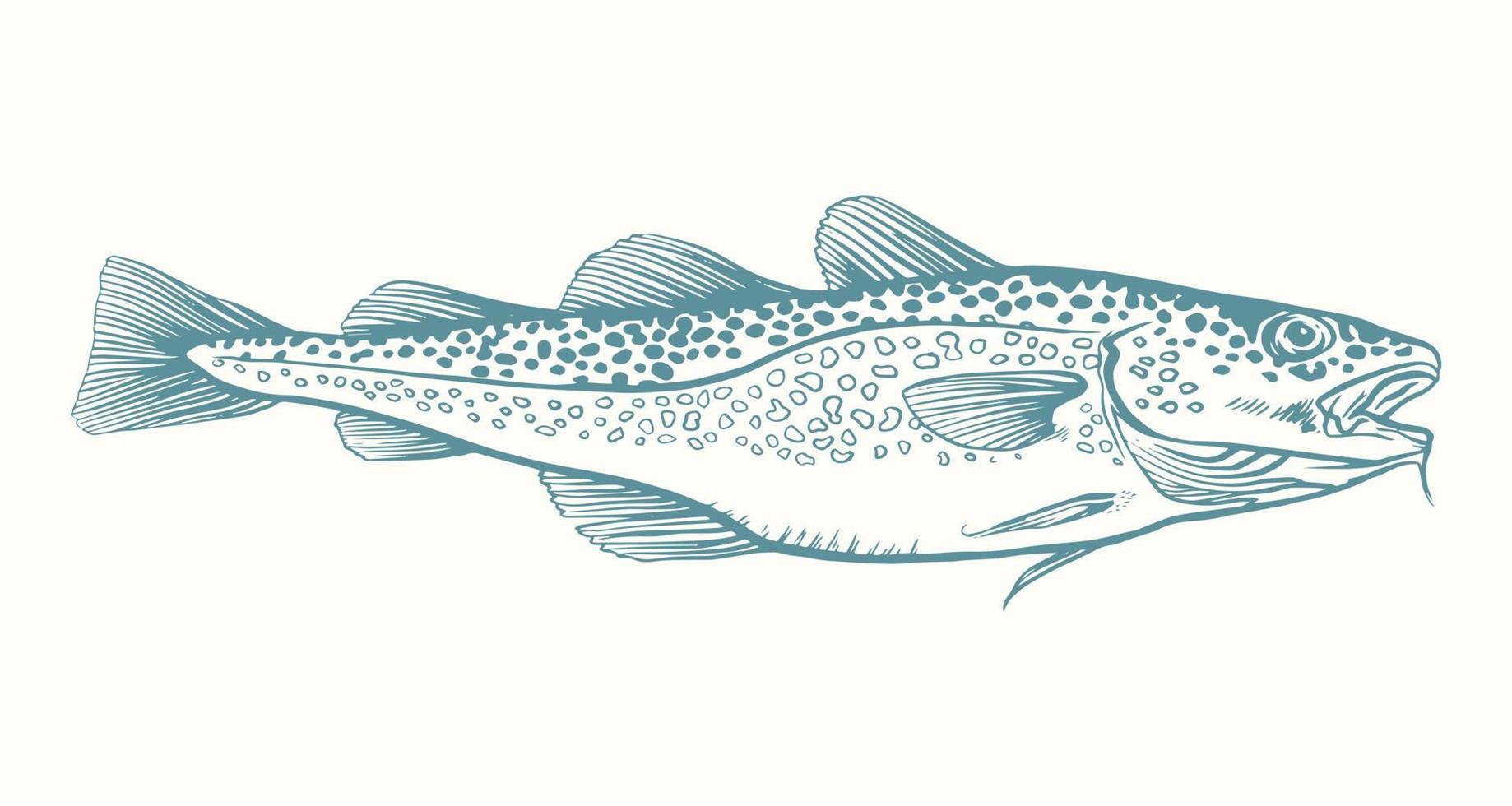 tinta mão desenhado vetor ilustração do bacalhau peixe, gadus morhua, em branco fundo