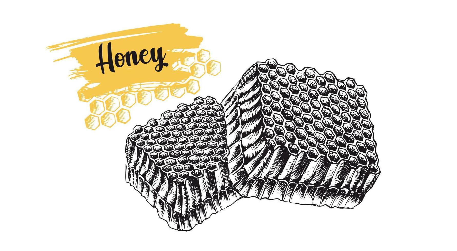 conjunto de folhetos de mel e abelhas, ilustrações desenhadas à mão. vetor. vetor