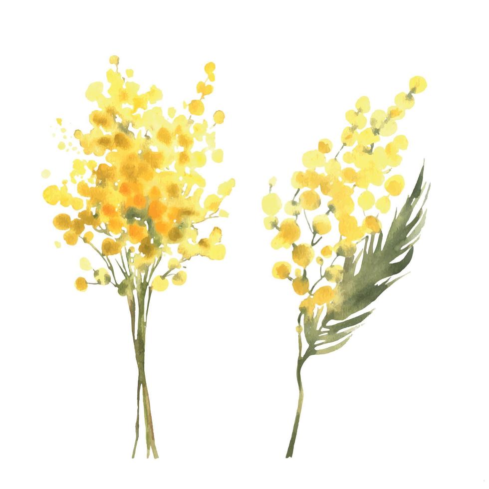 mimosa amarelo Primavera flores definir, aguarela vetor mão desenhado ilustração isolado em branco fundo