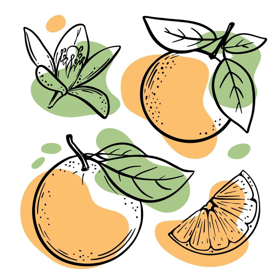 laranja esboço delicioso citrino fruta vetor ilustração conjunto