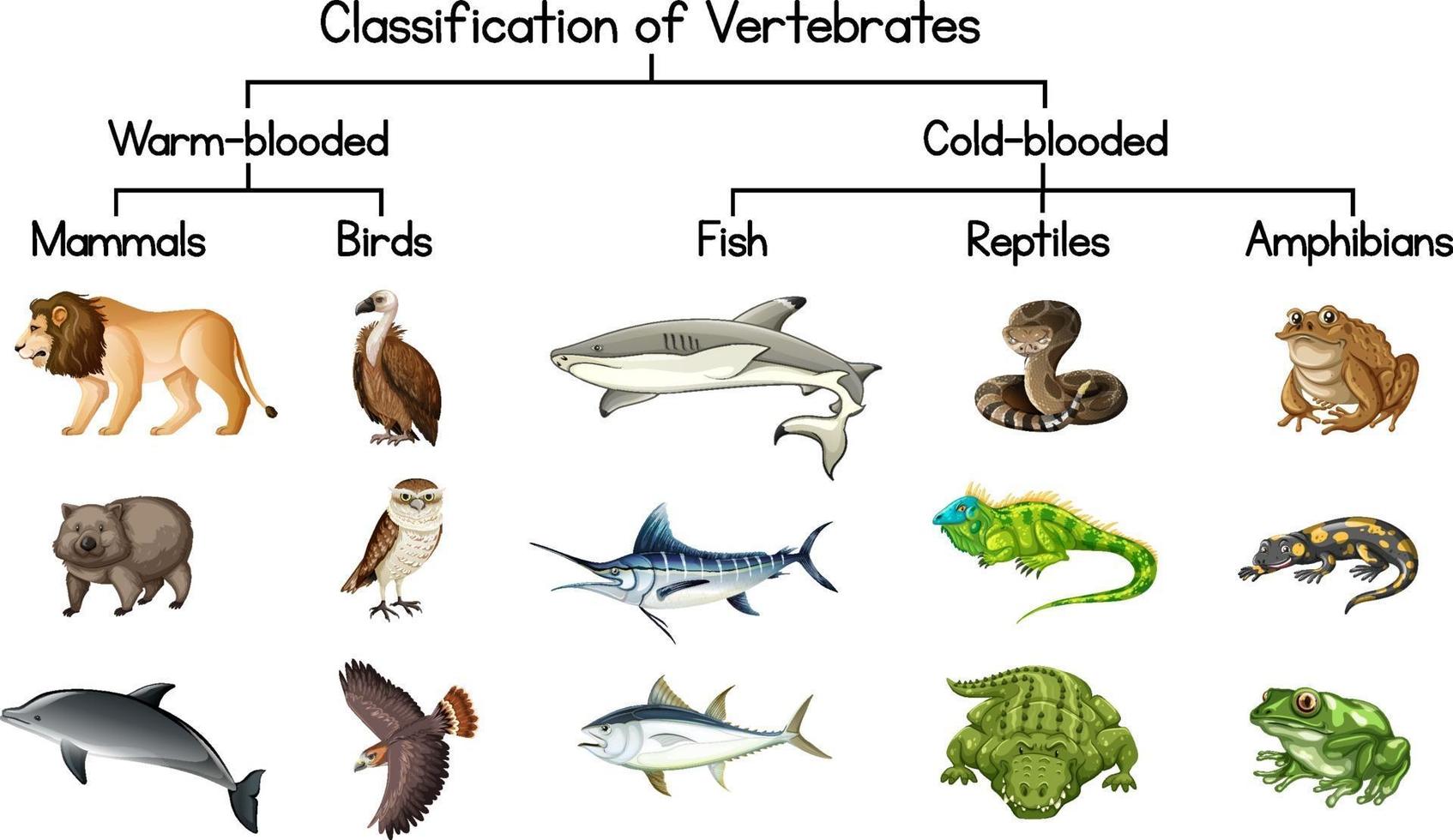 diagrama mostrando a classificação de vertebrados vetor