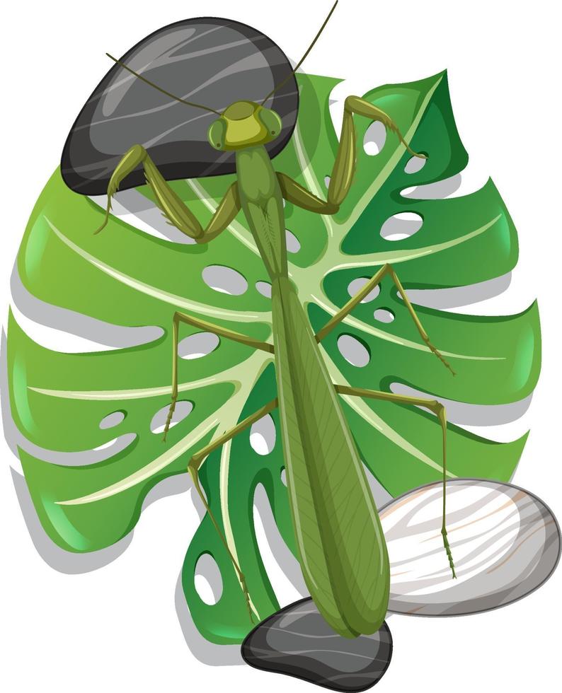 vista superior de um mantis na folha de monstera isolada vetor