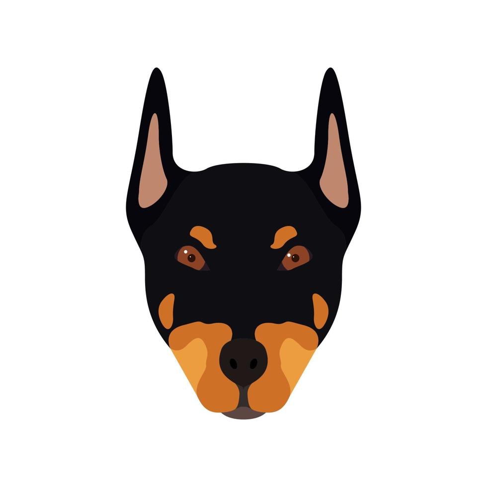 cabeça de cachorro doberman. retrato de cachorro. ilustração vetorial. vetor