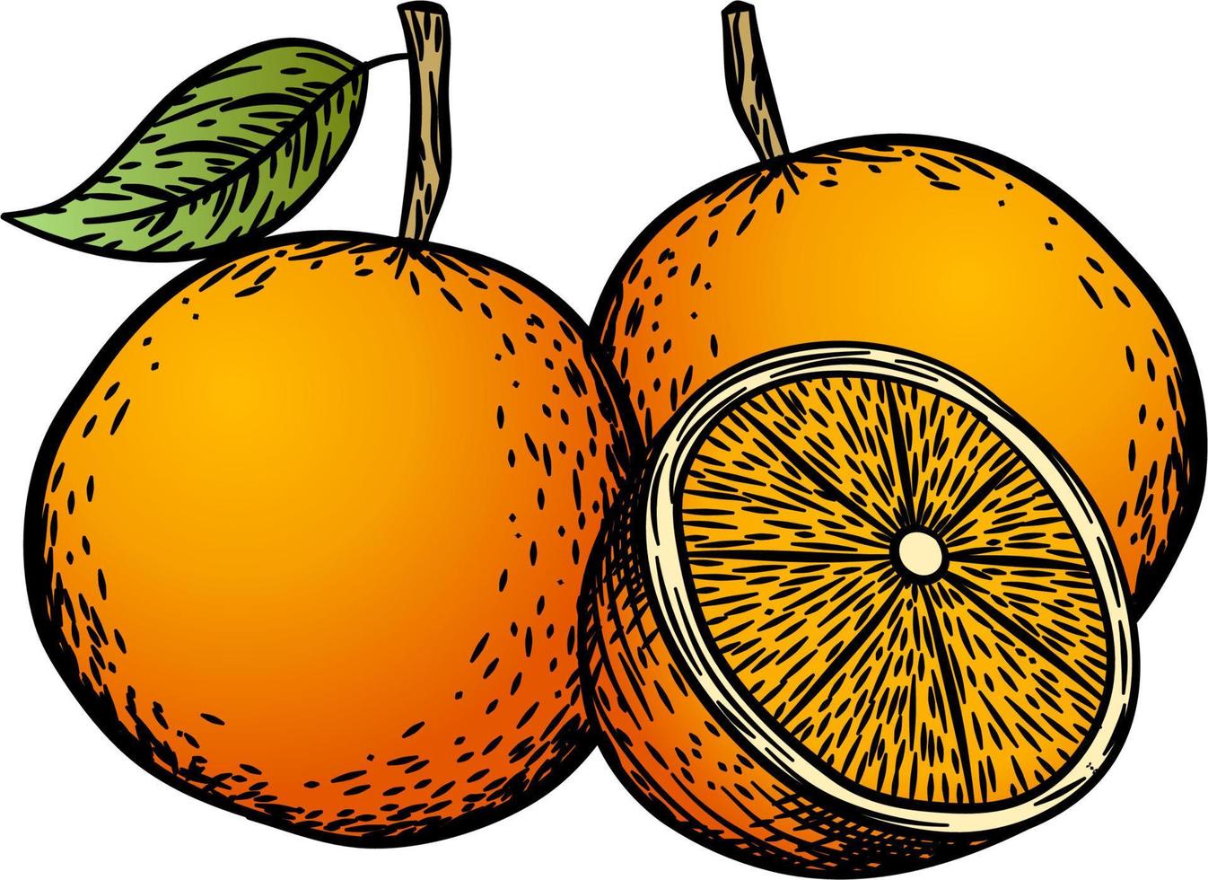 laranja ramo vetor desenho. verão fruta gravado ilustração. isolado mão desenhado todo laranja, folhas e flor florescer. botânico esboço do tropical citrino. para rótulo, suco embalagem