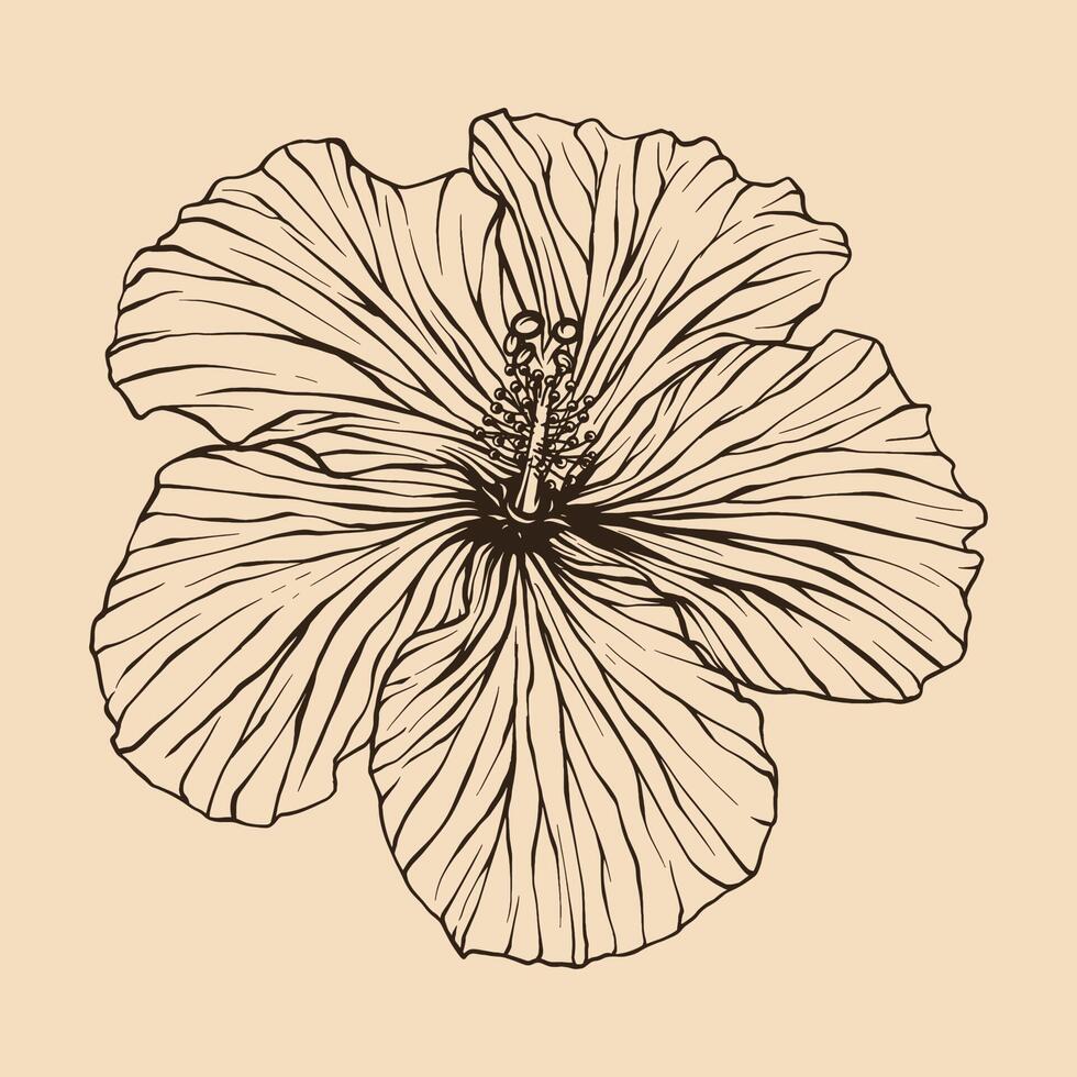 hibisco flor vetor ilustração com linha arte