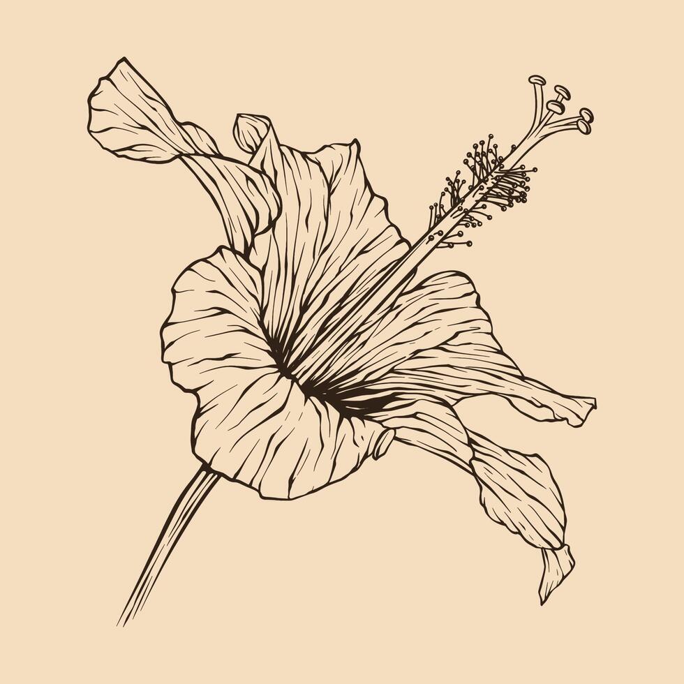 hibisco flor vetor ilustração com linha arte