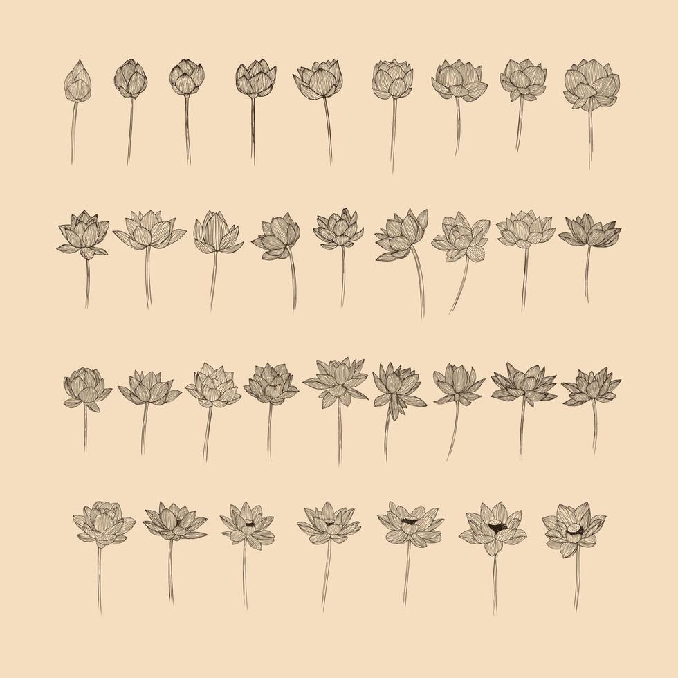 conjunto lótus flor coleção vetor ilustração com linha arte