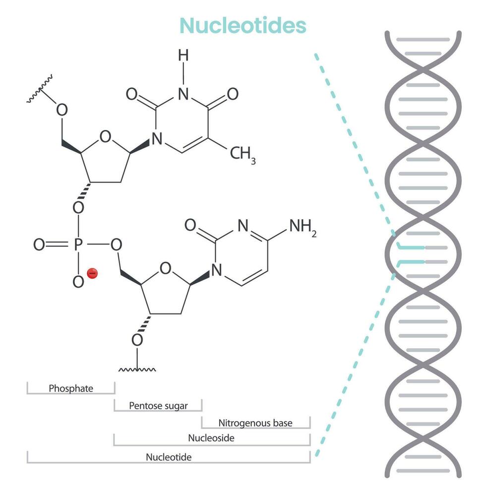 nucleotídeo científico bioquímica vetor ilustração infográfico