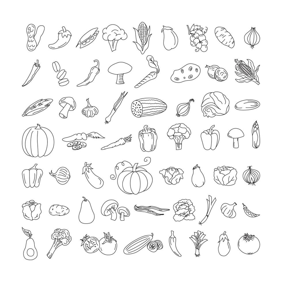 elemento vegetal doodle conjunto de linha. desenho à mão livre frutas e vegetais em uma folha de caderno. ilustração vetorial. definir vetor