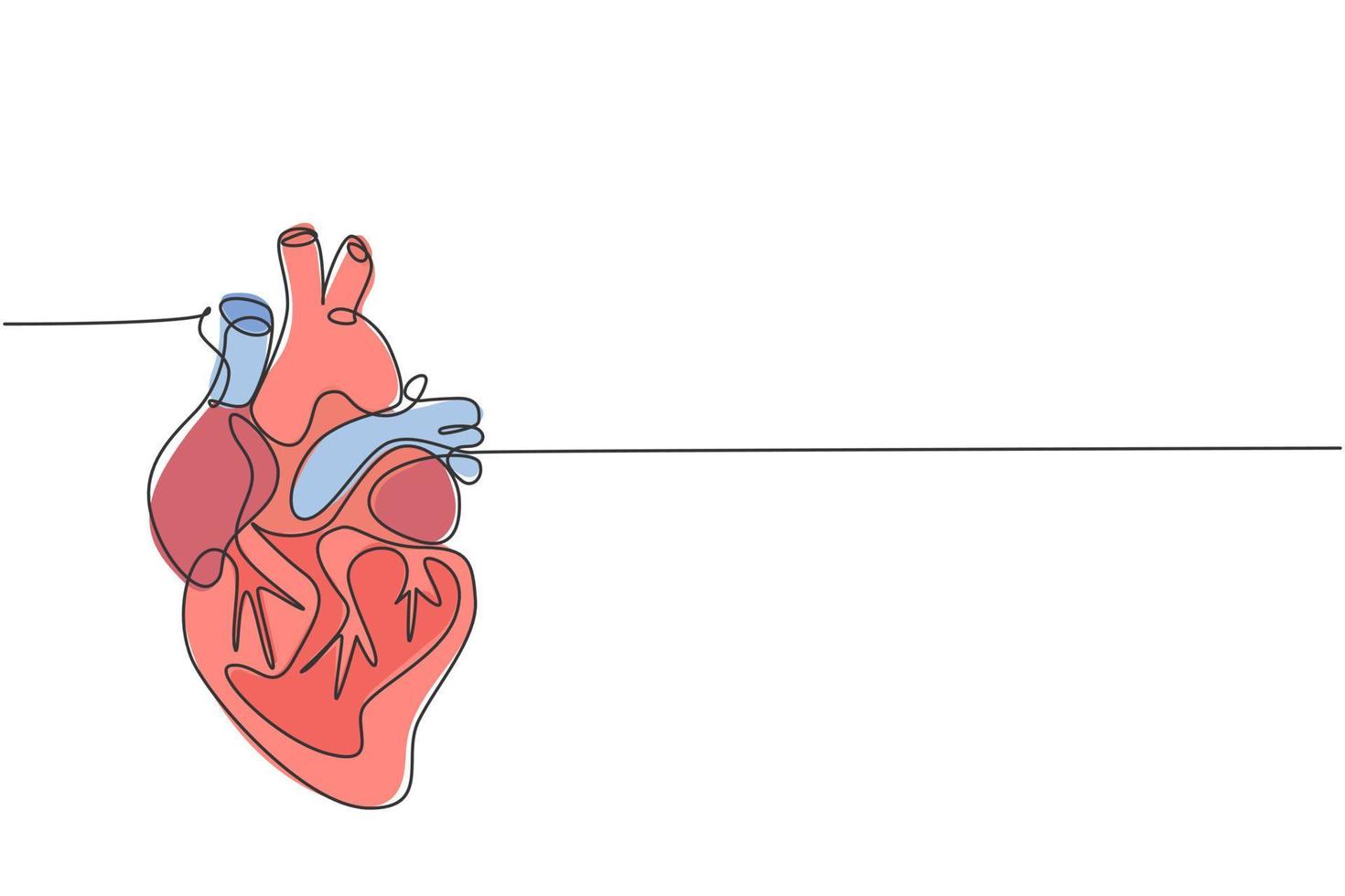 um desenho de linha contínua do órgão anatômico do coração humano. conceito de anatomia interna médica. linha única moderna desenhar ilustração vetorial de design moderno vetor