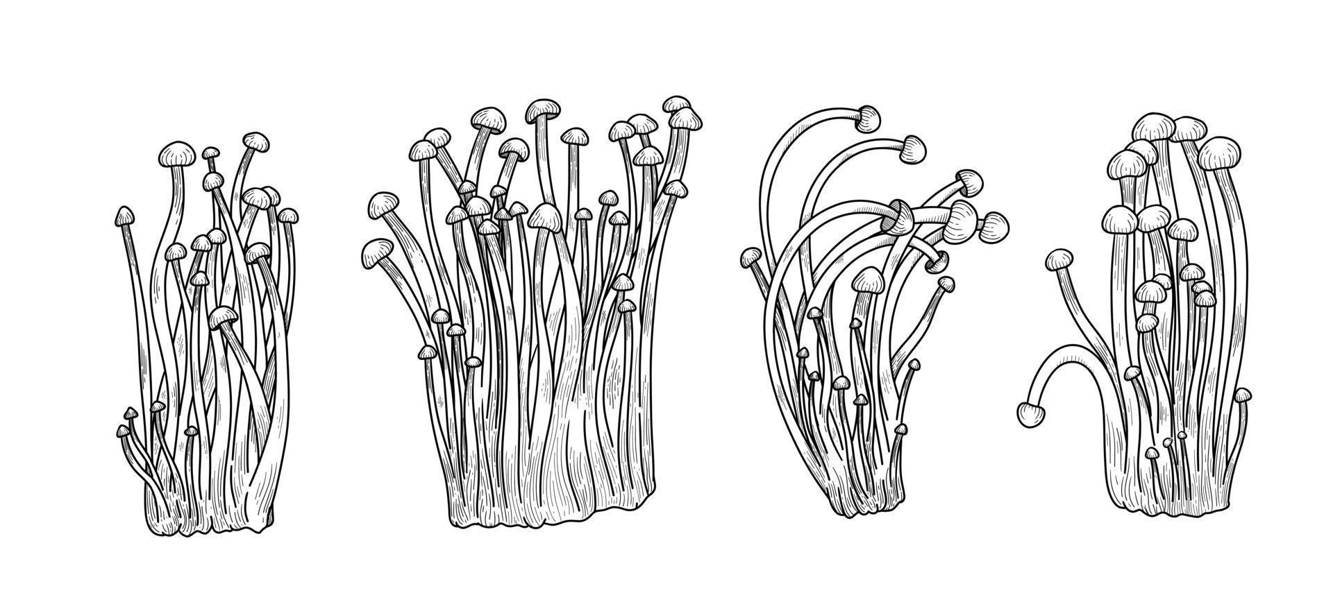 cogumelo vetor coleção. ásia médico enoki, saudável nutrição dieta, gourmet fungo definir. vintage mão desenhar esboço enoki cogumelos