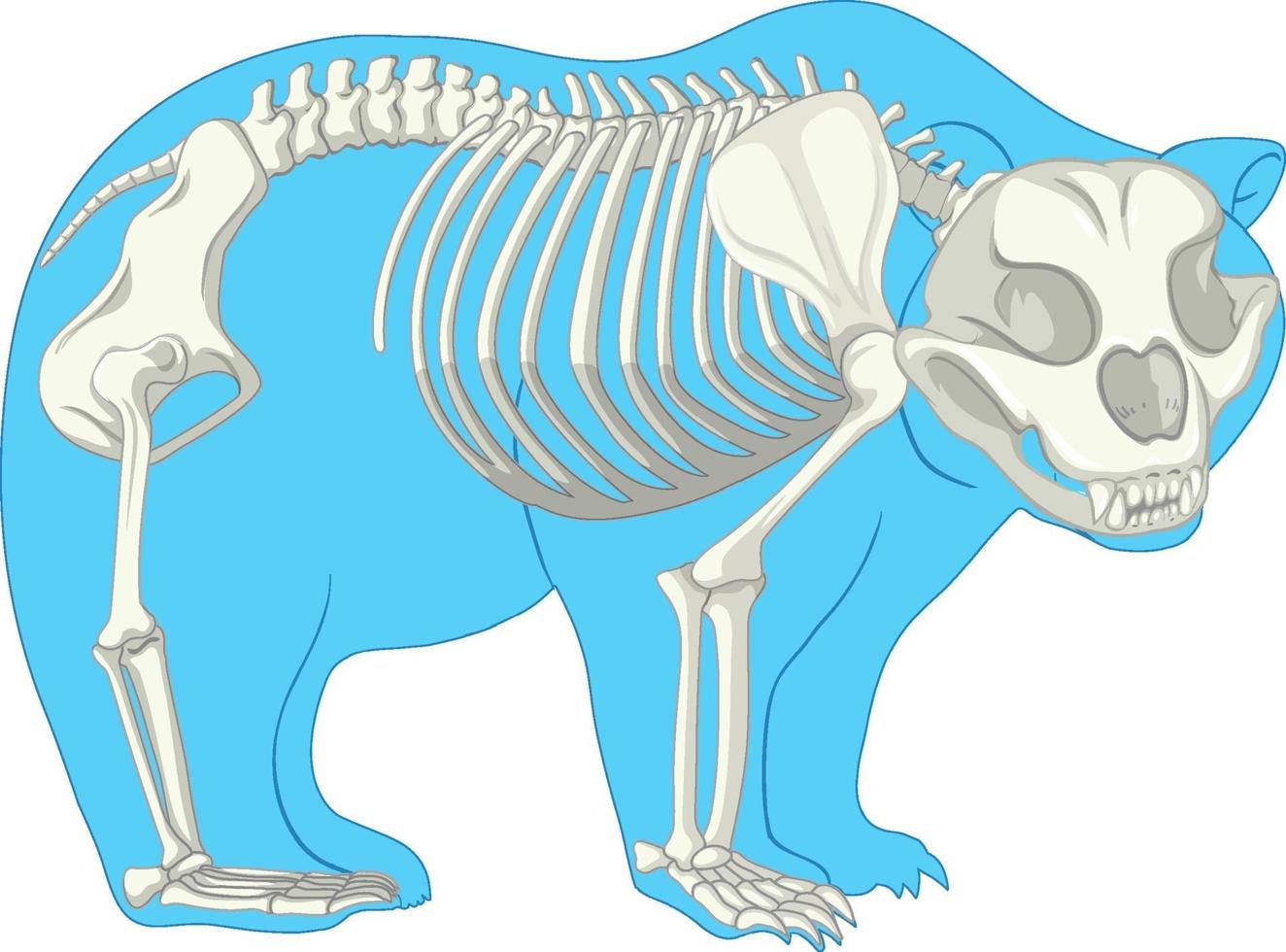 esqueleto anatomia de urso selvagem isolado vetor