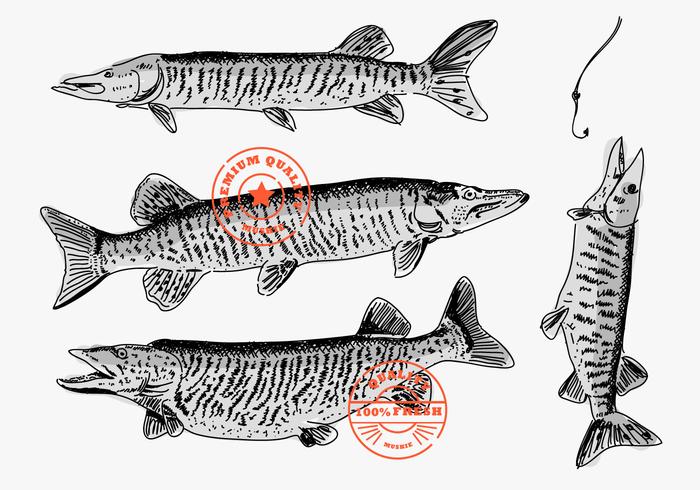 Muskie peixe mão desenhada marca Logo Vector Illustration