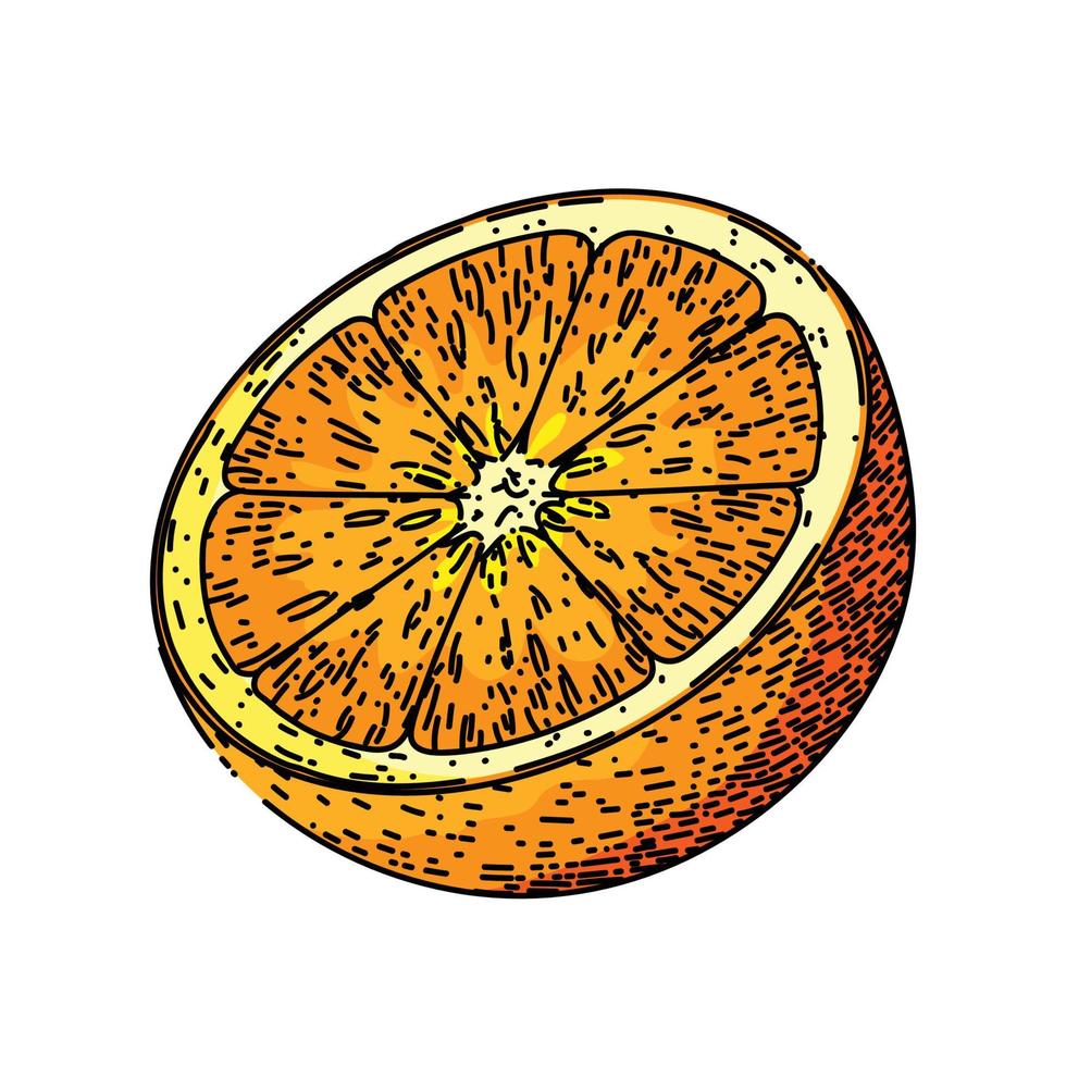 laranja fatia esboço mão desenhado vetor