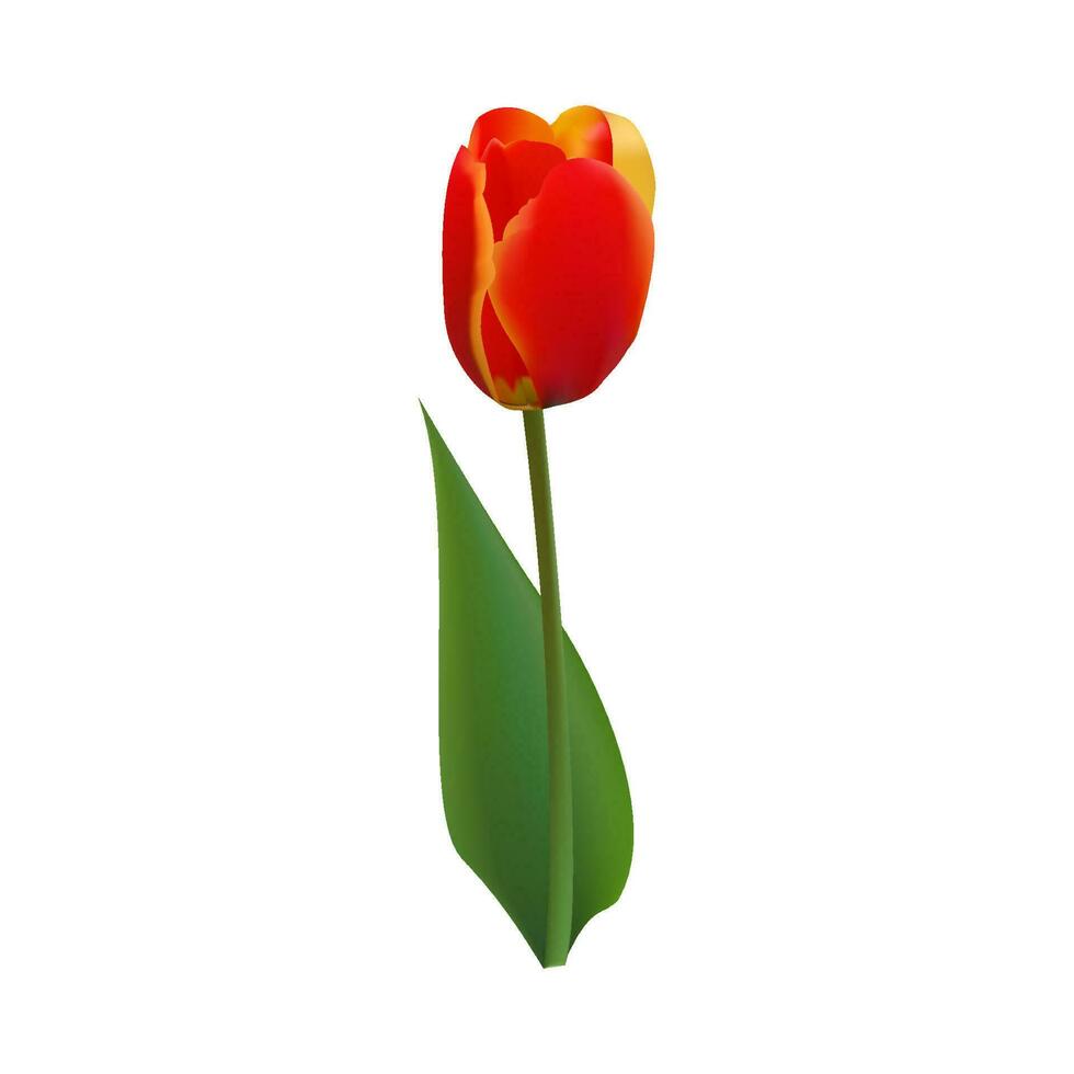 vermelho tulipa em uma transparente fundo. realista Primavera colorida flor vetor ilustração.