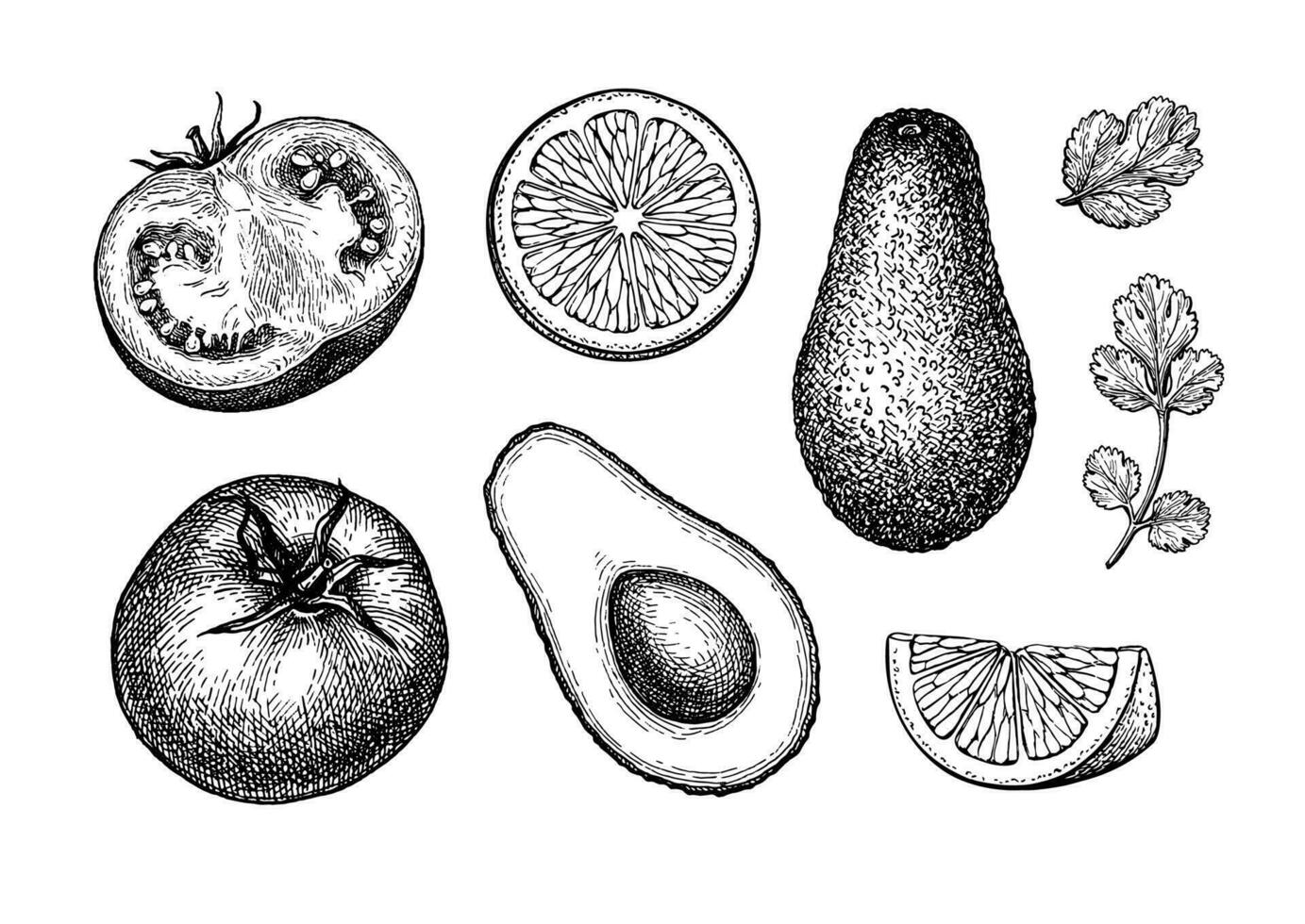 guacamole molho ingredientes. abacate, Lima e tomate. tinta esboço isolado em branco fundo. mão desenhado vetor ilustração. retro estilo.