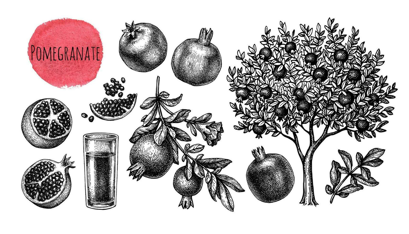 romã grande definir. árvore, galhos, frutas e sementes. vidro do suco. tinta esboço isolado em branco fundo. mão desenhado vetor ilustração. retro estilo.