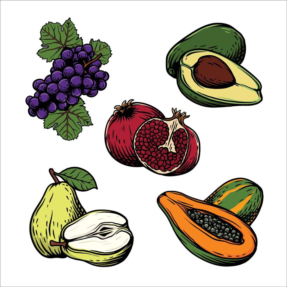 fruta coleção vetor ilustração