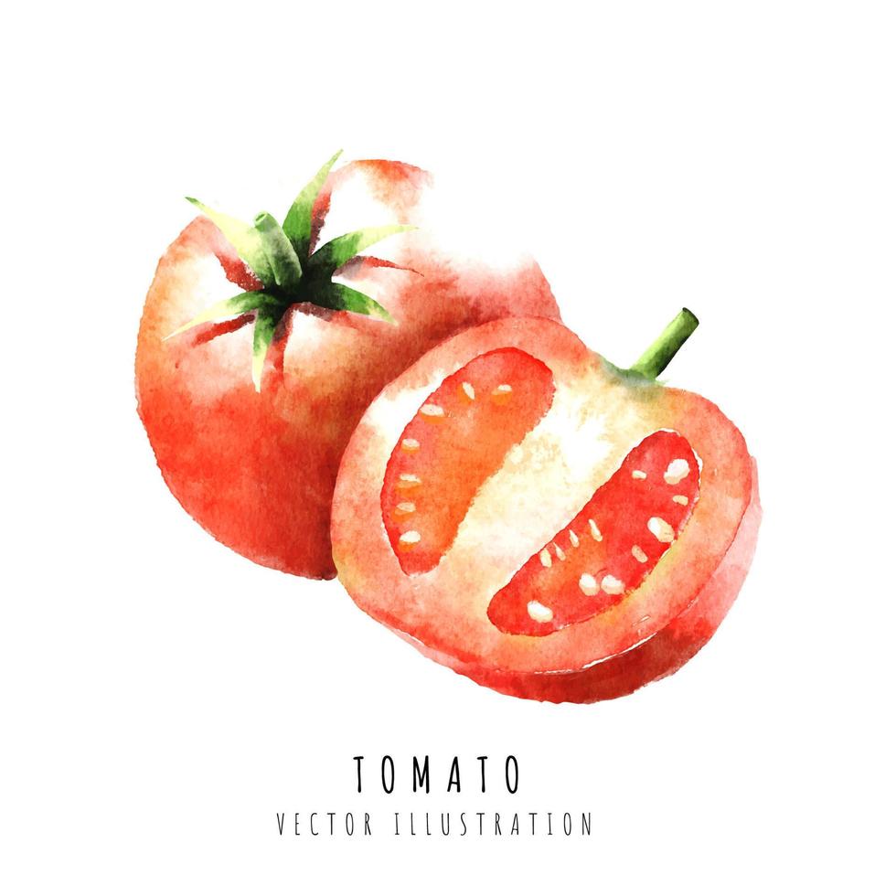 tomate fatia mão desenhado aguarela pintura isolado em branco fundo vetor