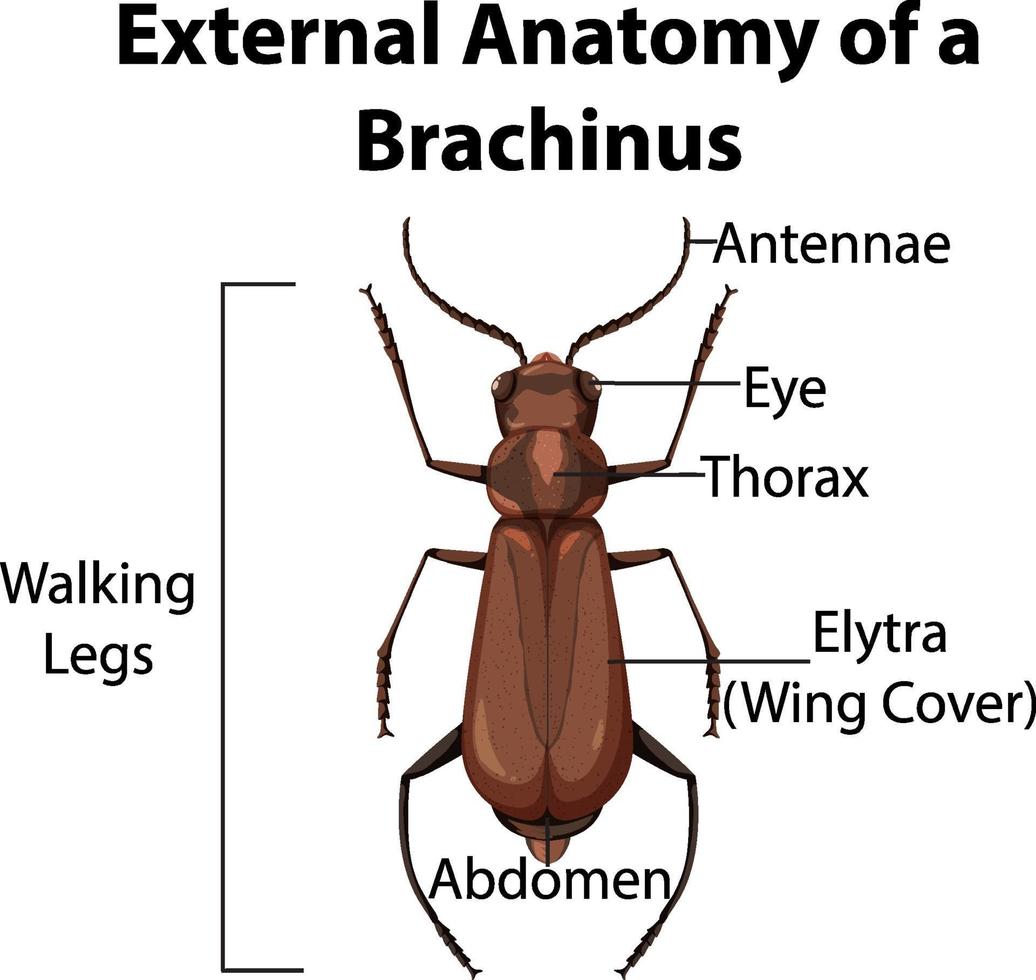 anatomia externa de um braquino em fundo branco vetor