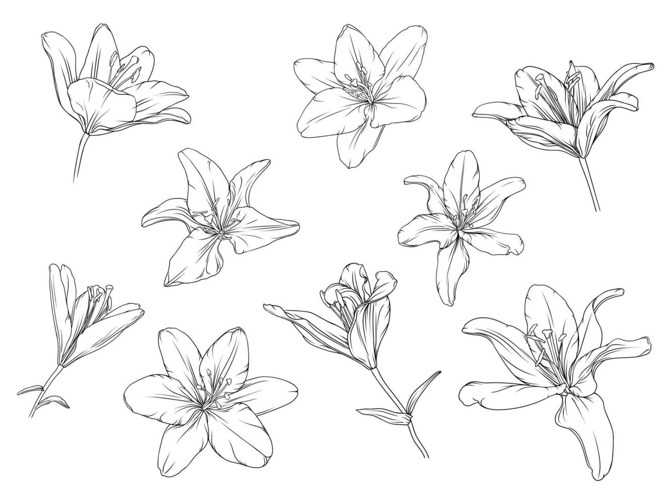 conjunto do mão desenhado Preto esboço lírio flores isolado em branco fundo vetor